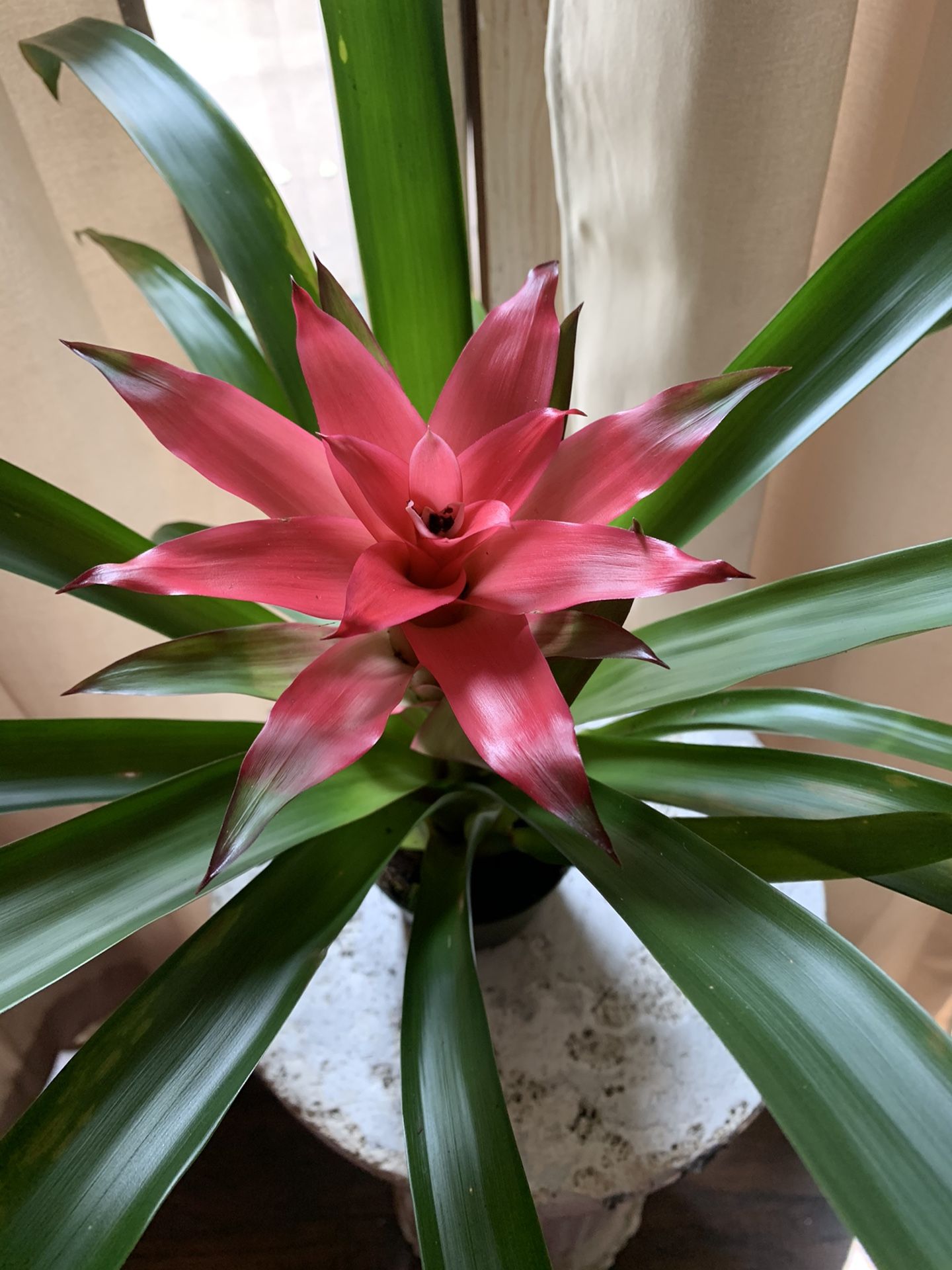 Live interior plant- hot pink Bromeliad