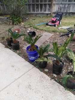 Sago palms