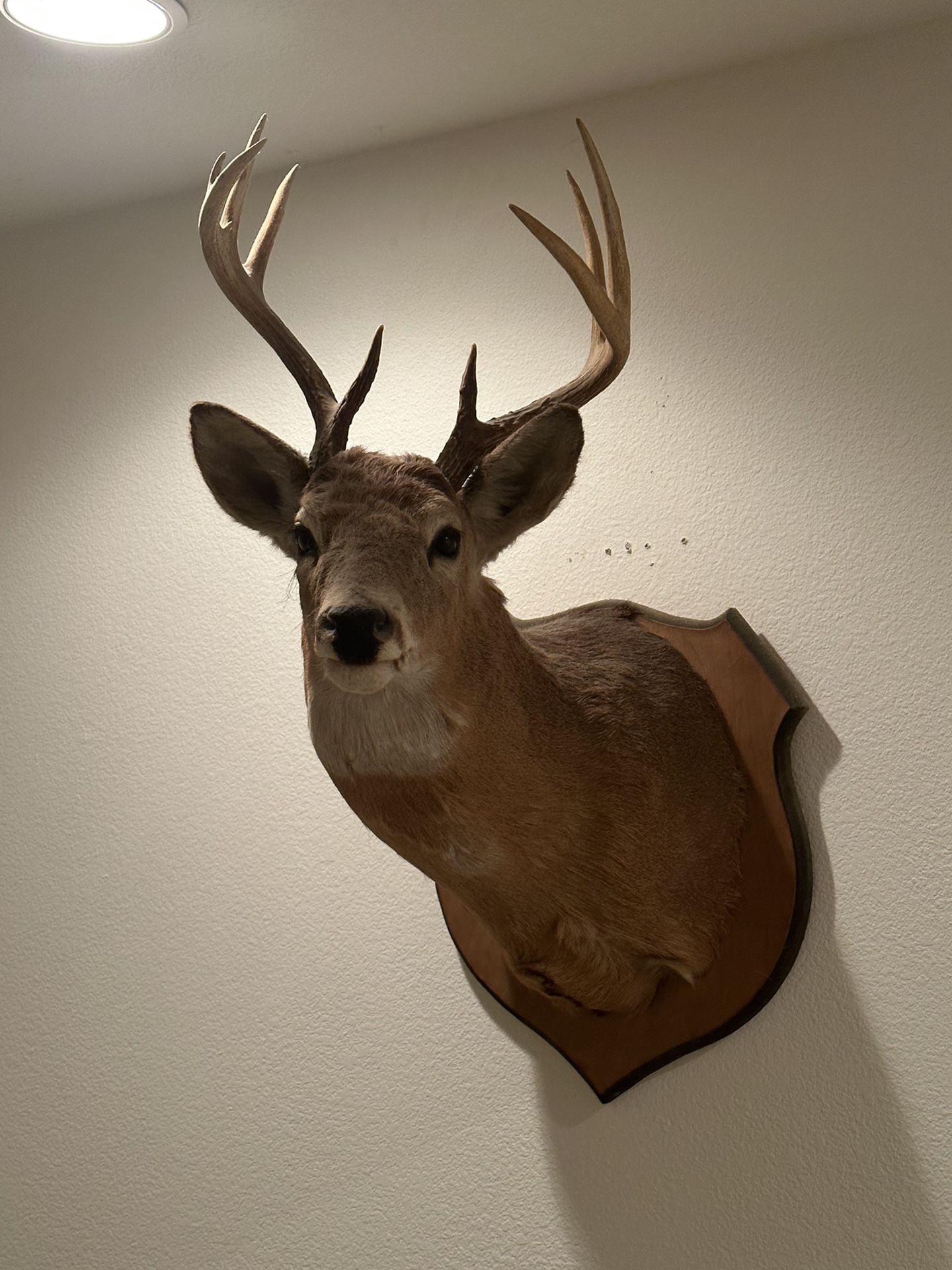 Mounted Deer Head (real)