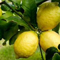Grafted Dwarf Eureka lemon trees 😃🌿🌿🌿🍋🍋🍋