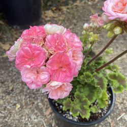 Geranium Pelargonium Exotic Double Flowers Outdoor Plant, In 1 Gallon Pot Pick Up Only