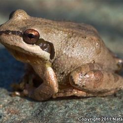 Frogs For Sale