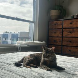 Window Mounted Cat Bed