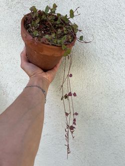 Orange River String of Hearts Ceropegia – $5