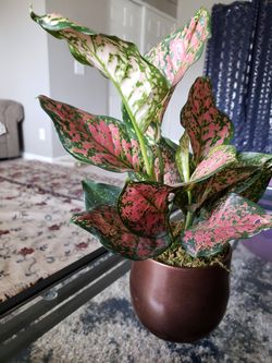 Red AG beautiful healthy plant