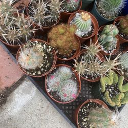 Catus Plants