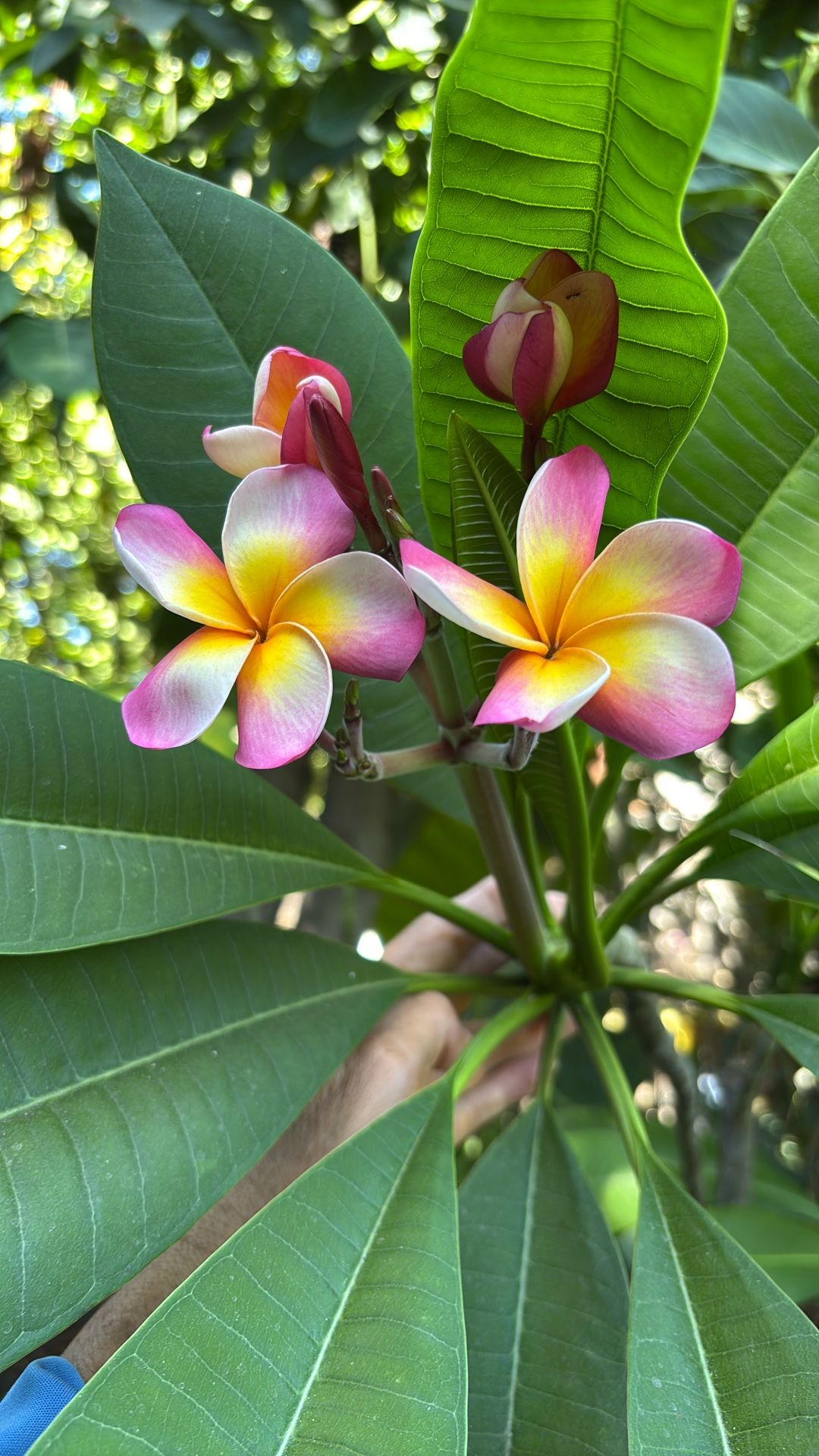 planta de plumeria mide 5 pies Y medio tiene 2 ramas Y esas 2ramas tienen