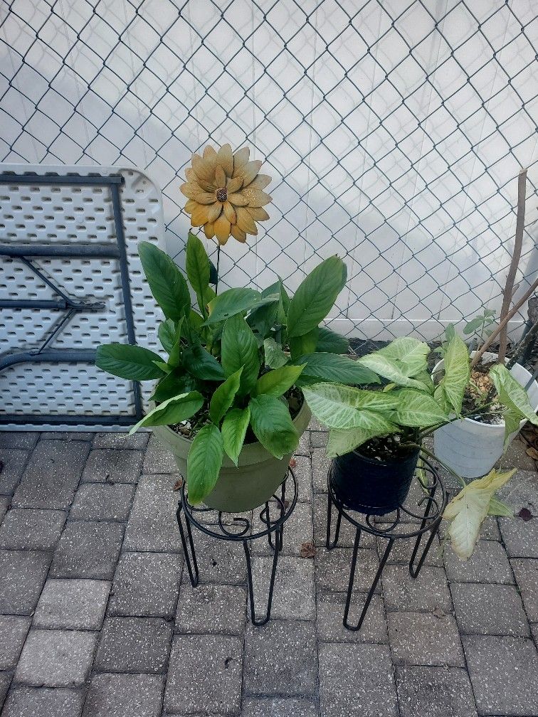 Plant Stand for Sale in Orlando, FL OfferUp
