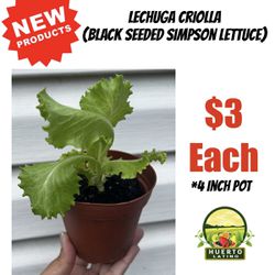 Black Seeded Simpson Lettuce Plant (Planta De Lechuga Criolla) 
