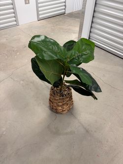 Faux Plant