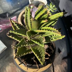 Succulent arrangement