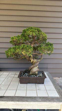 Shimpaku Juniper Bonsai with Japanese pot