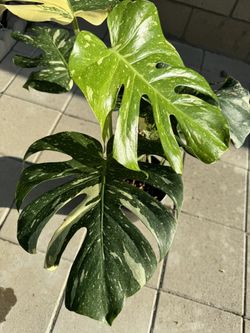 Variegated Monstera Thai Con Constellation- Top Cut