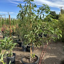 Hass Avocado Tree