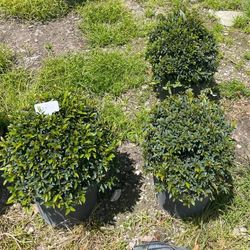 Ball Shape Topiary $25.00