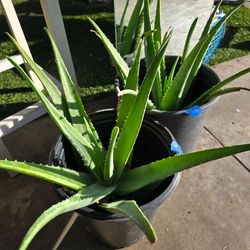Aloe Vera  Sabila Natural Plant