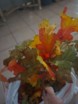 Bag of pho fall leaves
