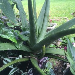 This Beatifull Very Large Aloe Vera ! Miracle Plant , Good For Your Skin , Hair ,  Scratch  ,and…!for $20!