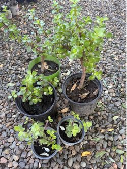 Elephant ear plants different sizes $5-$15