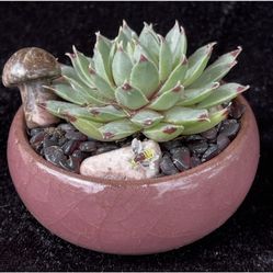 Tiny Crystal Gardens