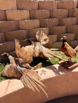 Taxidermy/pheasant /Duck