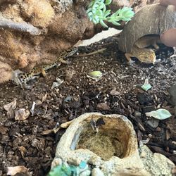 Reptile Tank