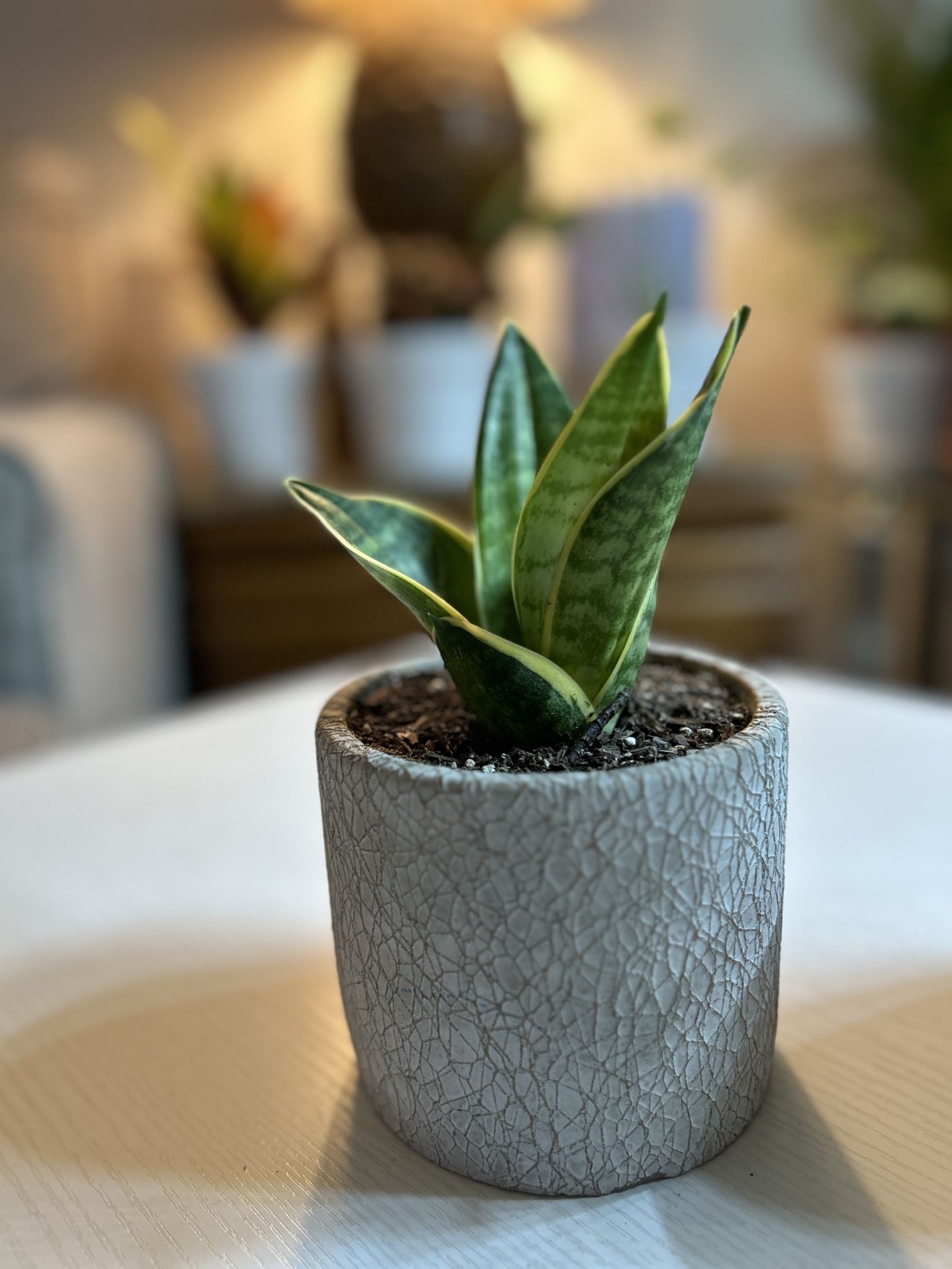 Snake plant- Indoor
