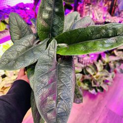 Big Alocasia scalprum Plants( Multiple Plants In 6” Pot)