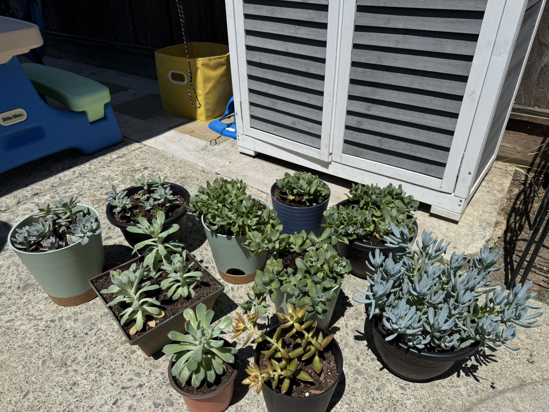 Plants 