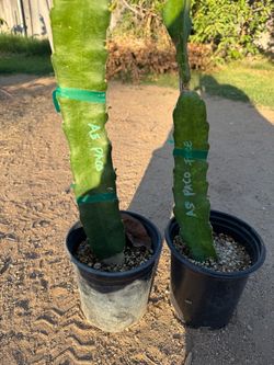 Asunta 5 Paco Dragon Fruit Rooted 1 gallon