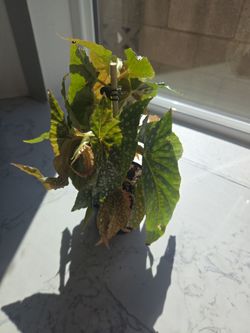 Begonia plant