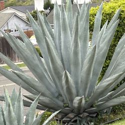 FREE Blue Agave Large succulent (Newbury Park)