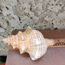 Striped Conch Sea Shell