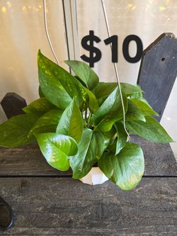 Pothos Plant