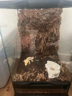 Crested gecko enclosure