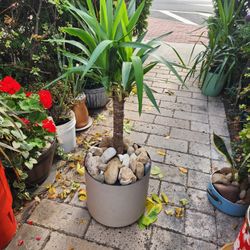 Indoor/ Outdoor Plants & Flower Vases..all Pixs $125