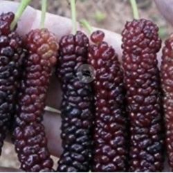 Pakistani Mulberry Trees in 5G, All Bearing Fruit, 5 Feet Tall, $65 Each, Firm Price!