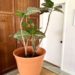 Large Croton Plant (Codiaeum variegatum) – Mature Multi-Stem