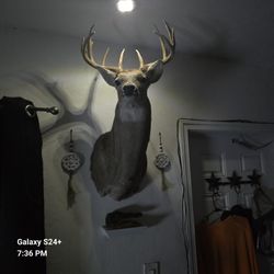 Deer Mount