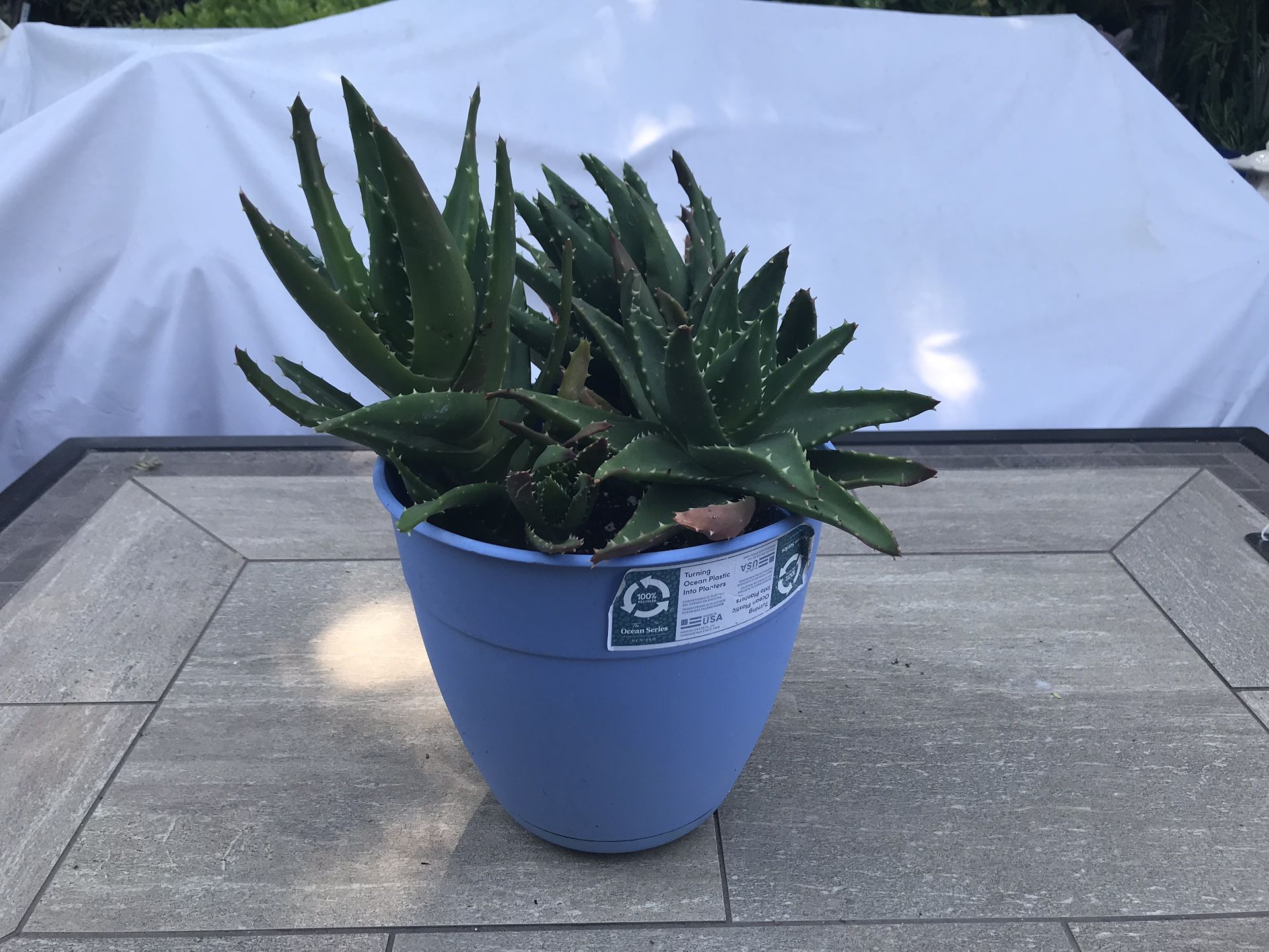 A pot of tiger tooth aloe succulents