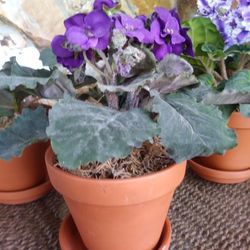 African Violets in terra cotta pots