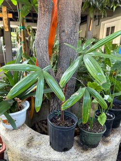 Lady Palm tree