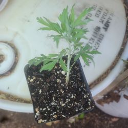 Planta Medicinal De Nombre Estafiate