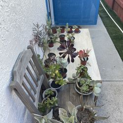 ‼️🌵🪴MOVING OUT PLANTS SALE! EVERYTHING MUST GO! 🌱🪻‼️