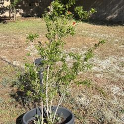 6 Foot, Fruiting, Organic Pomegranate Tree