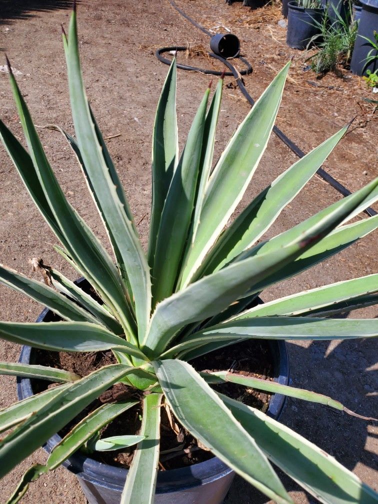 Agave 