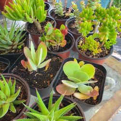 Different Variety of Plants