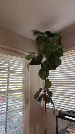 Fig tree + pot