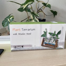 Wood Plant Terrarium. I Will Include 3 Cuttings To Go Along With It. 