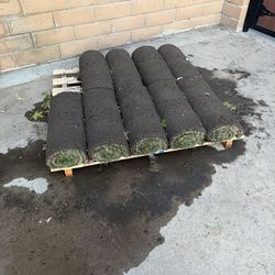 Free 48 square feet of sod grass.